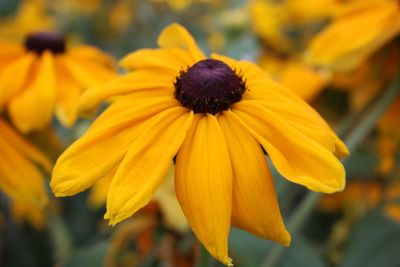 Close-up of yellow daisy flower