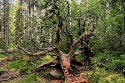 Trees in forest