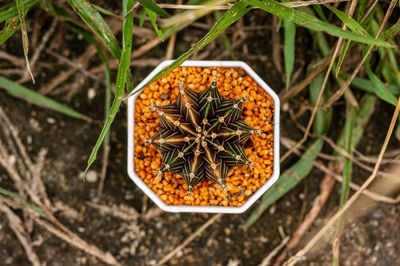 Close-up of red heart shape
