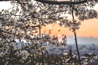 Cherry blossoms against sky during sunset