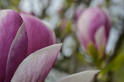 Close-up of pink flower blooming outdoors