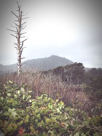 Plants growing on field against sky