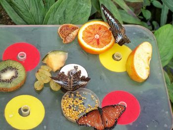 High angle view of butterflies perching on fruits