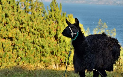 Black sheep standing on field