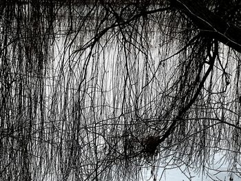 Low angle view of silhouette bare trees in forest against sky