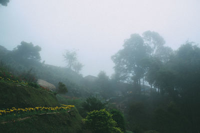 Trees in forest against sky during rainy season