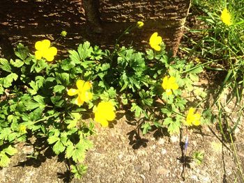 High angle view of yellow flowers