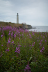 Flowers growing on field