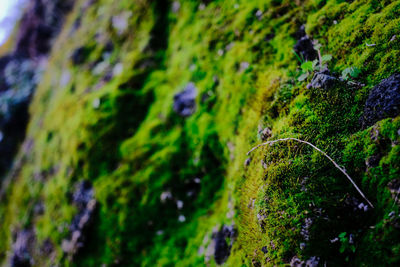 Close-up of moss covered tree trunk