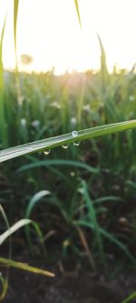 Close-up of wet grass