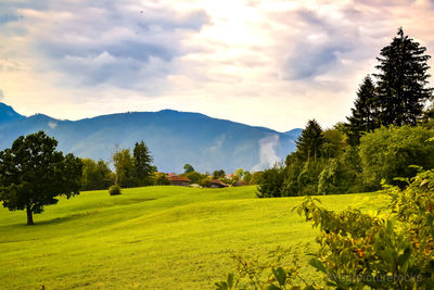 Scenic view of field against sky