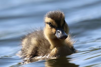 Close-up of a bird