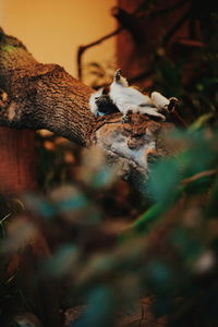 Close-up of mushrooms