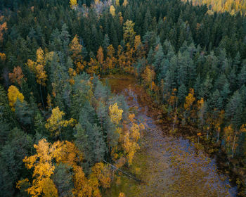 High angle view of autumn trees in forest