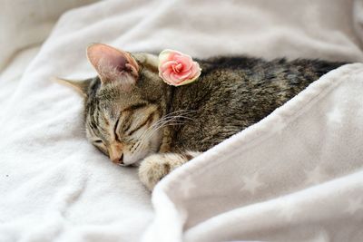 Close-up of cat with flower resting on sheet at home