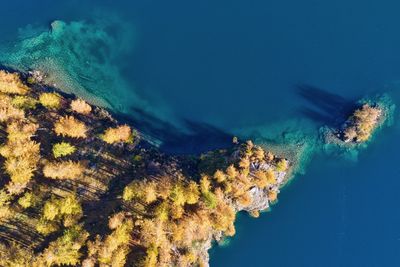 Aerial view of trees at sea shore