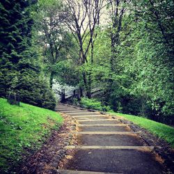 Narrow pathway along trees in park