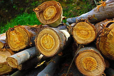 Close-up of logs in forest