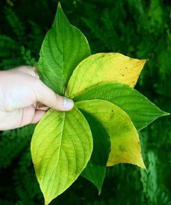 Close-up of green leaves