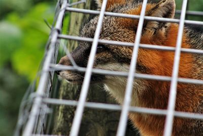 Close-up of a fox in cage