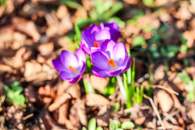 flowering plant