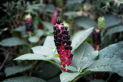 Close-up of leaves on plant