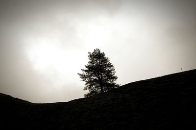 Low angle view of trees against sky