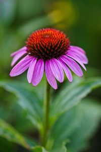 Close-up of purple flower