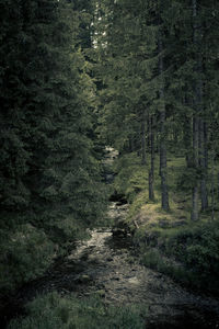 Wild creek, river surrounded by dark trees in the forest, schwarzwald, germany