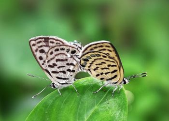 Close-up of butterfly on flower