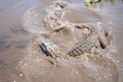 American alligator swims in the louisiana bayou on a sunny day