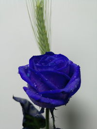 Close-up of purple flower against white background