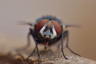 Close-up of insect