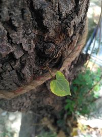 Close-up of insect on tree trunk