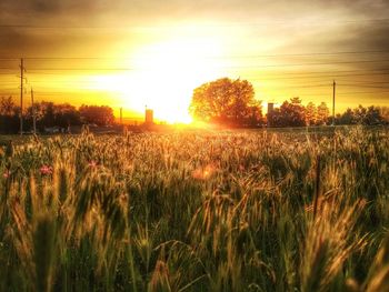 Plants growing on field against sky during sunset