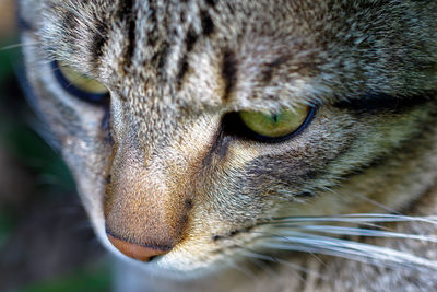 High angle close-up of cat