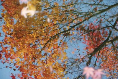 Low angle view of maple tree against sky