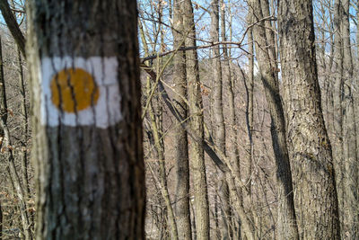 Tree trunk in forest