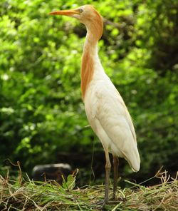 Close-up of crane bird on green grass.