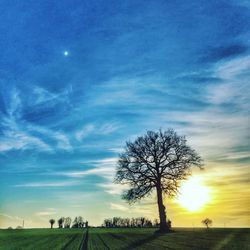 Silhouette bare tree on field against sky at sunset