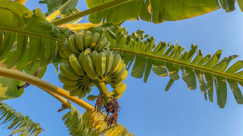 Low angle view of banana tree