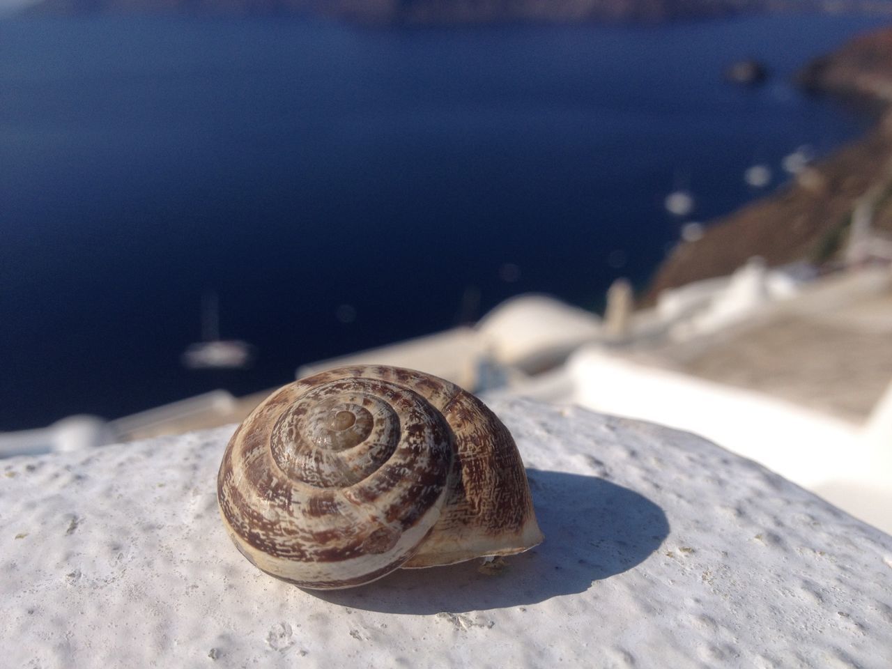 animal shell, close-up, snail, focus on foreground, shell, seashell, one animal, animals in the wild, animal themes, nature, wildlife, outdoors, wood - material, day, natural pattern, no people, rock - object, selective focus, textured, high angle view