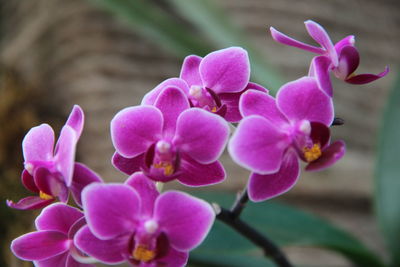 Close-up of pink orchids