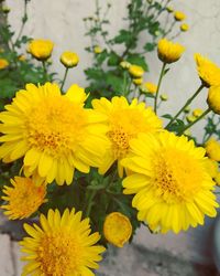 Close-up of yellow flowering plant
