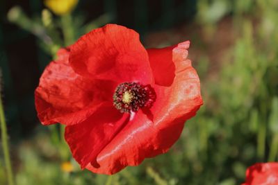 Close-up of red flower blooming outdoors