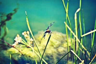 Close-up of insect on plant