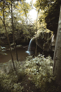 Scenic view of waterfall in forest