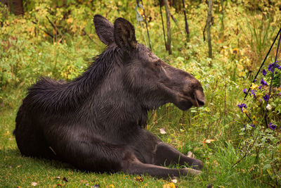 Moose in a grass