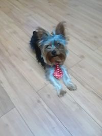 High angle portrait of dog on hardwood floor