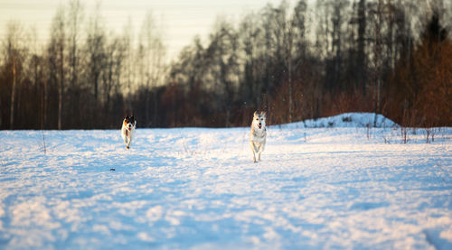 Portrait of dogs running on snow covered land